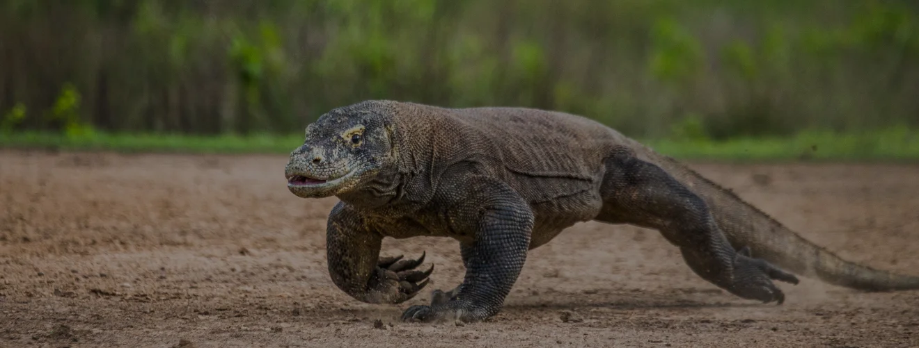 Komodo National Park Tours